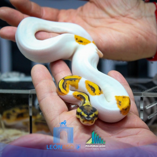 Inauguran la 3.ª Edición de Expo Verde y Salvaje 2026 en Poliforum León: Educación, Fauna Legal y Rescate Animal
